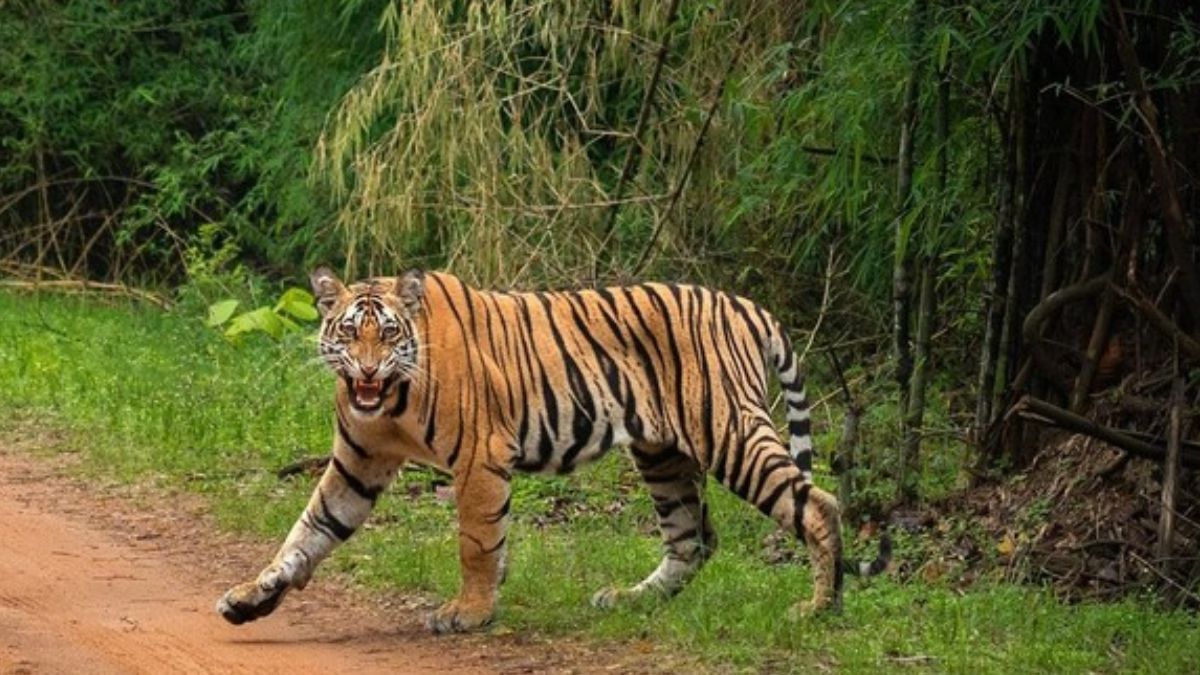 #785 Tiger Retains Home in Madhya Pradesh India