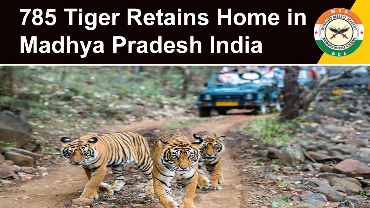 785 Tiger Retains Home in Madhya Pradesh India